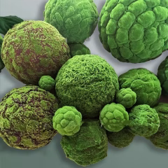 Moss-bulb-01.jpg